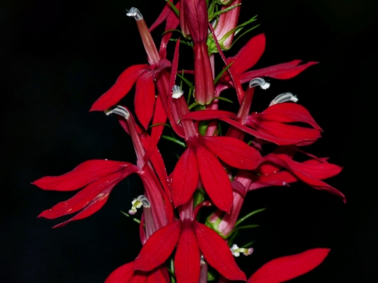 {Lobelia cardinalis<}